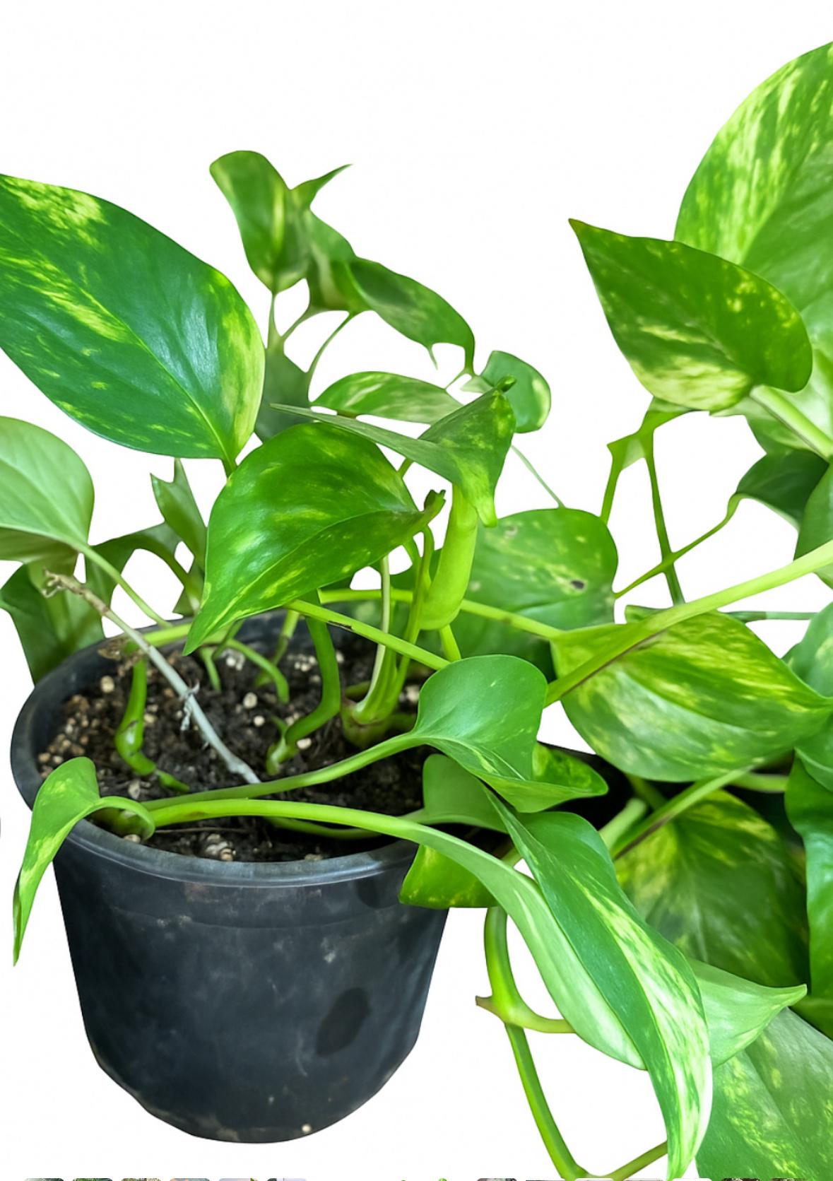 پتوس ابلق سایز گلدان ۱۰