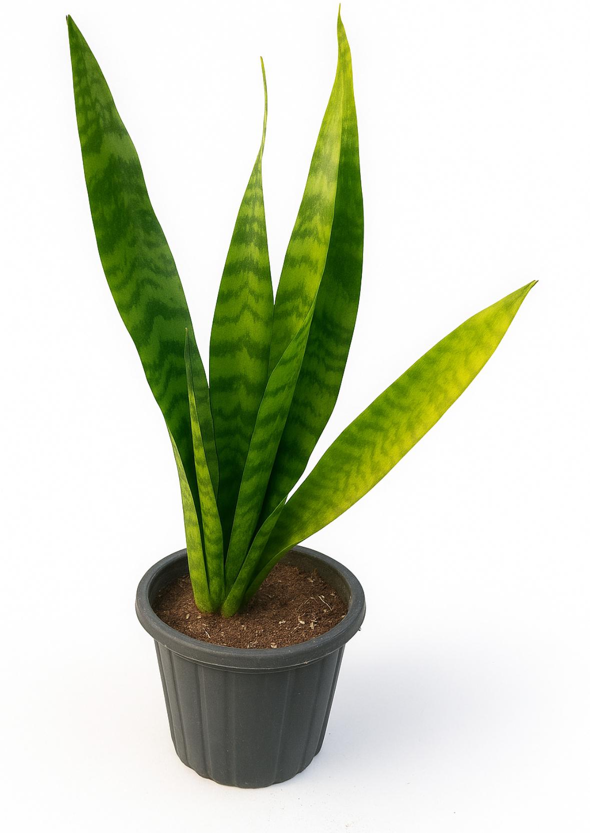 سانسوریا پوست ماری ریشه لخت ۶-۸ برگ ارتفاع ۶۰-۸۰ سانتیمتر