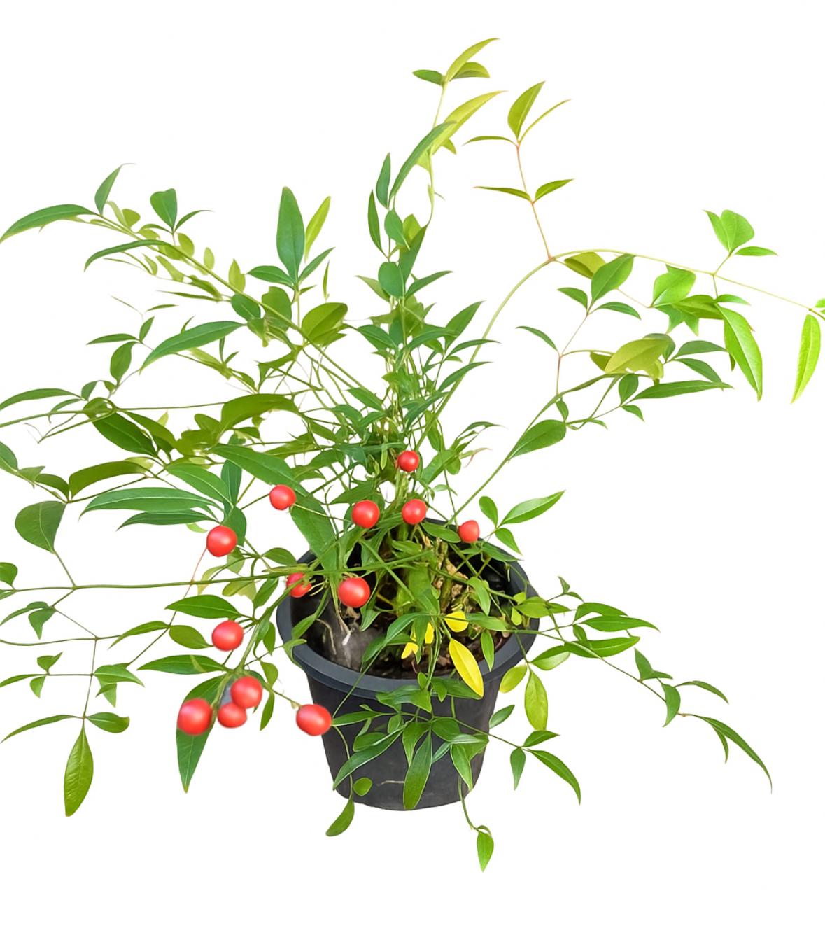 گلدان ناندانیا یا بامبوی مقدس