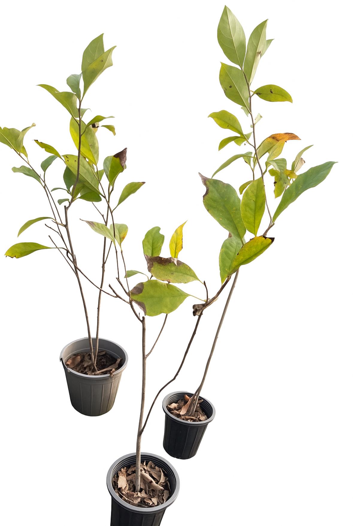 گلدان مگلونیا بنفش زمستانه