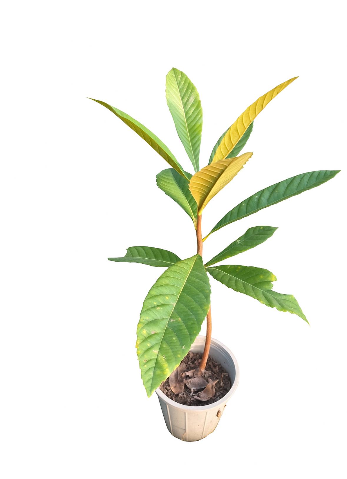 نهال ازگیل ژاپنی