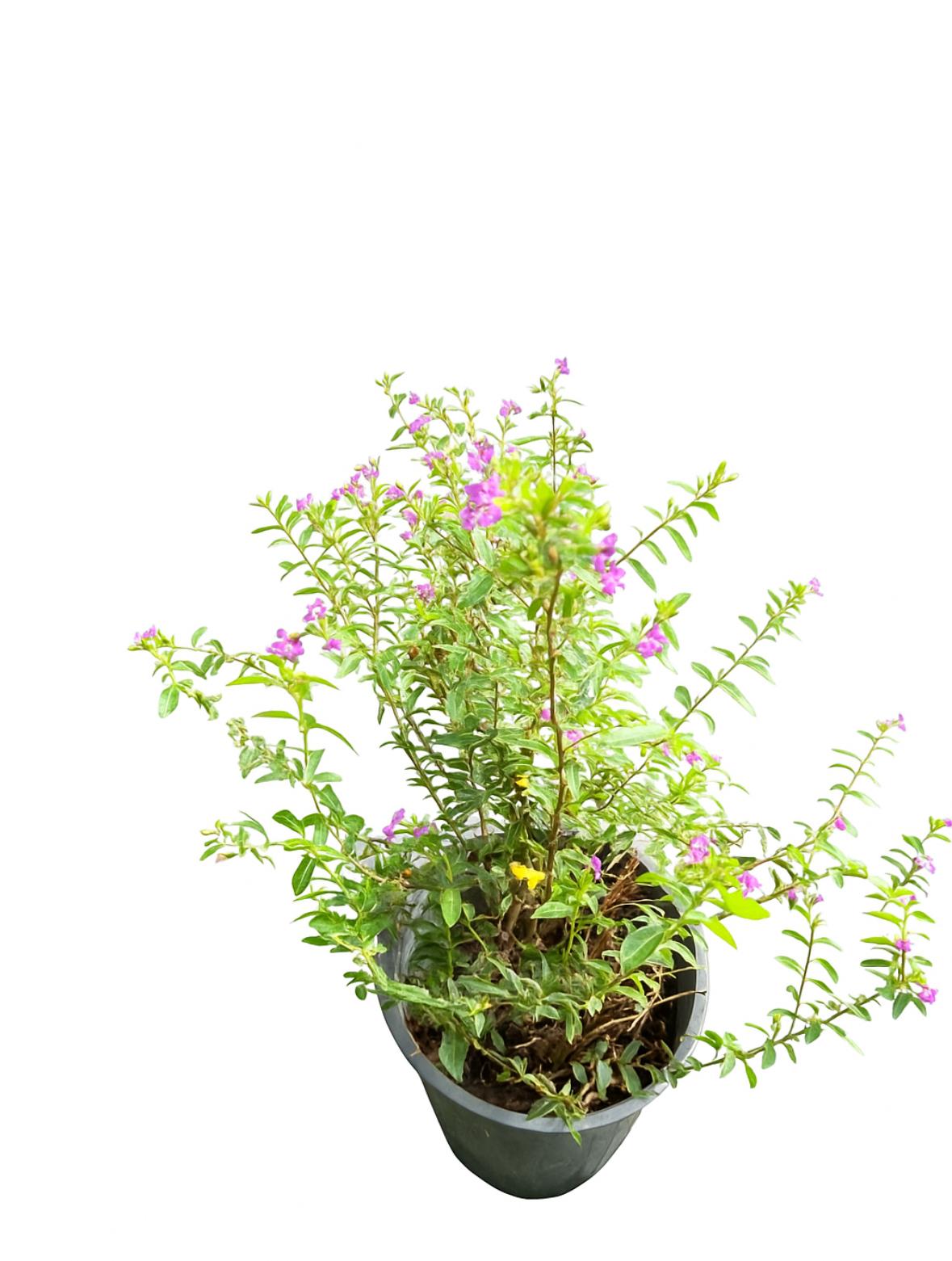 گلدان شمشاد فرانسوی (شمشاد گلی)