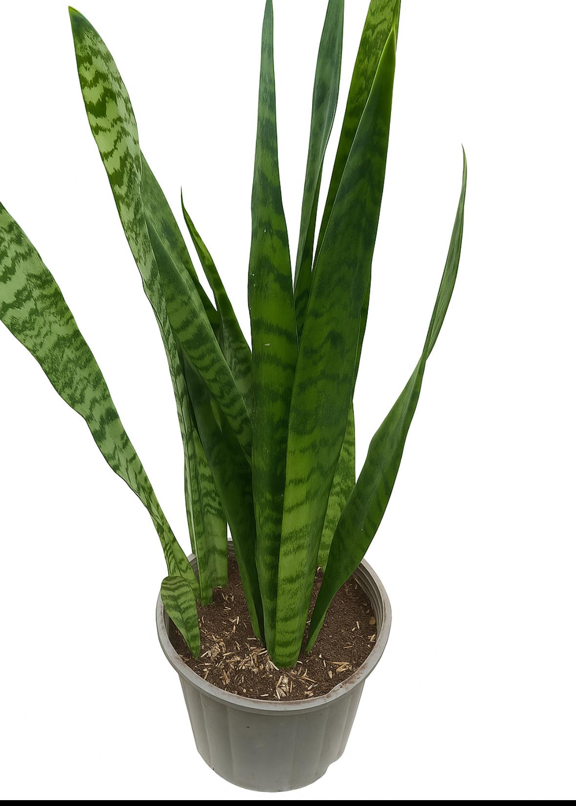 گلدان ساتسوریا ۶۰ -۸۰ سانت ۴-۵ غلاف