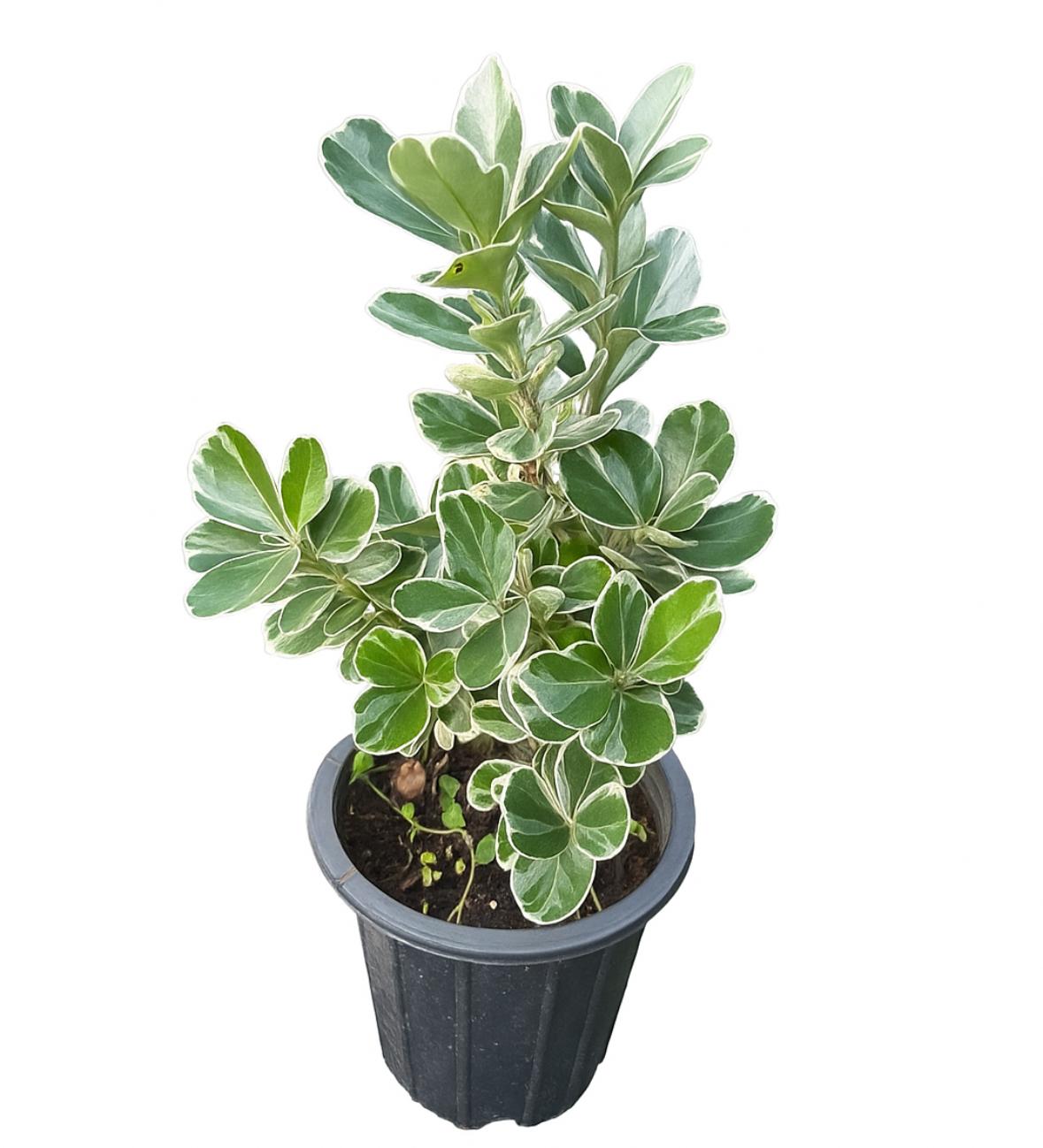 گلدان شمشاد سفید و ابلق سایز ۱۵