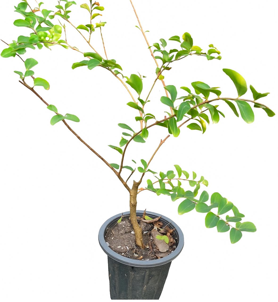 گلدان درختچه توری سایز ۱۵ ارتفاع ۵۰-۷۰ سانت