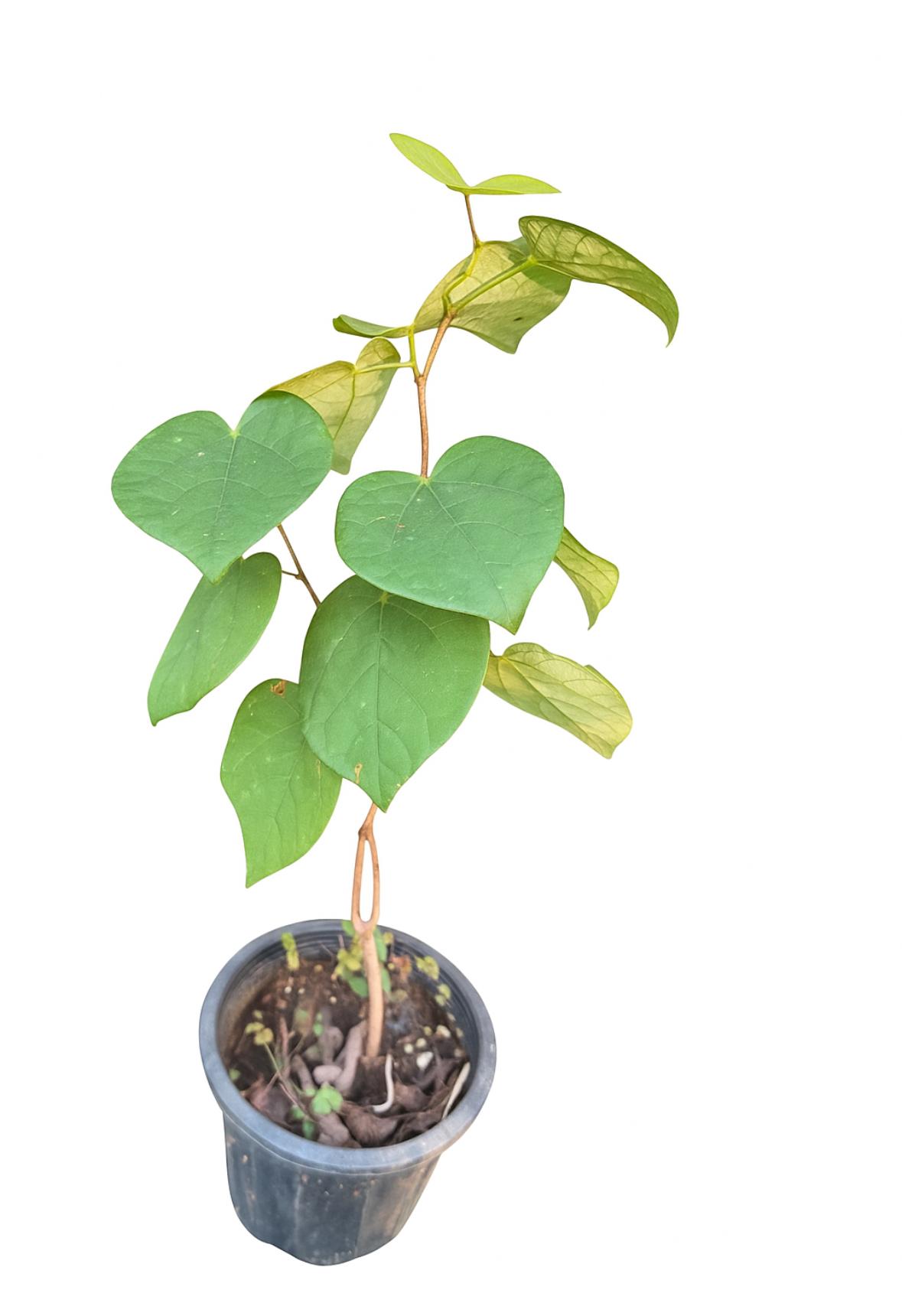 گلدان ارغوان سایز ۱۵