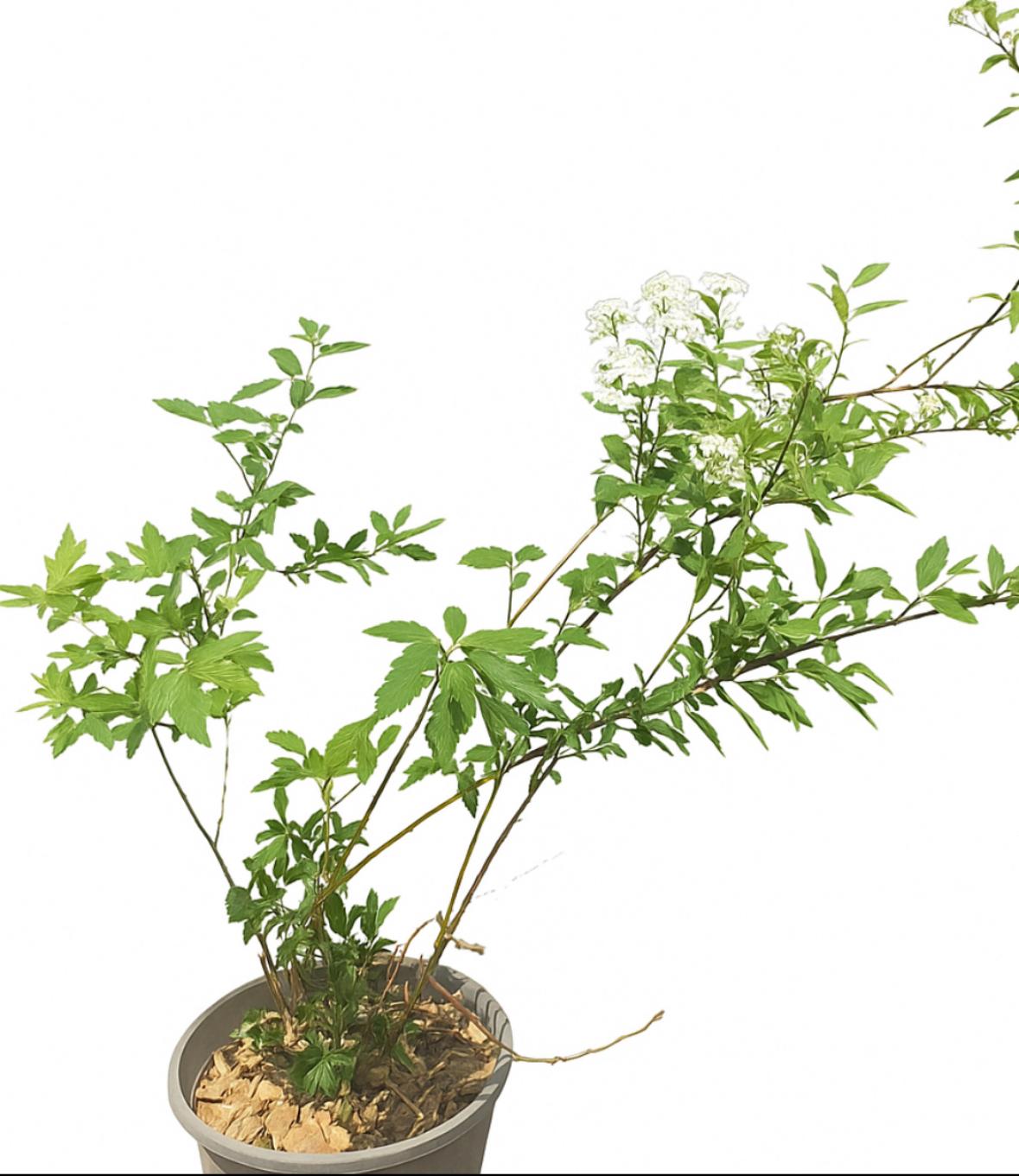 گلدان اسپیره سفید سایز ۱۵