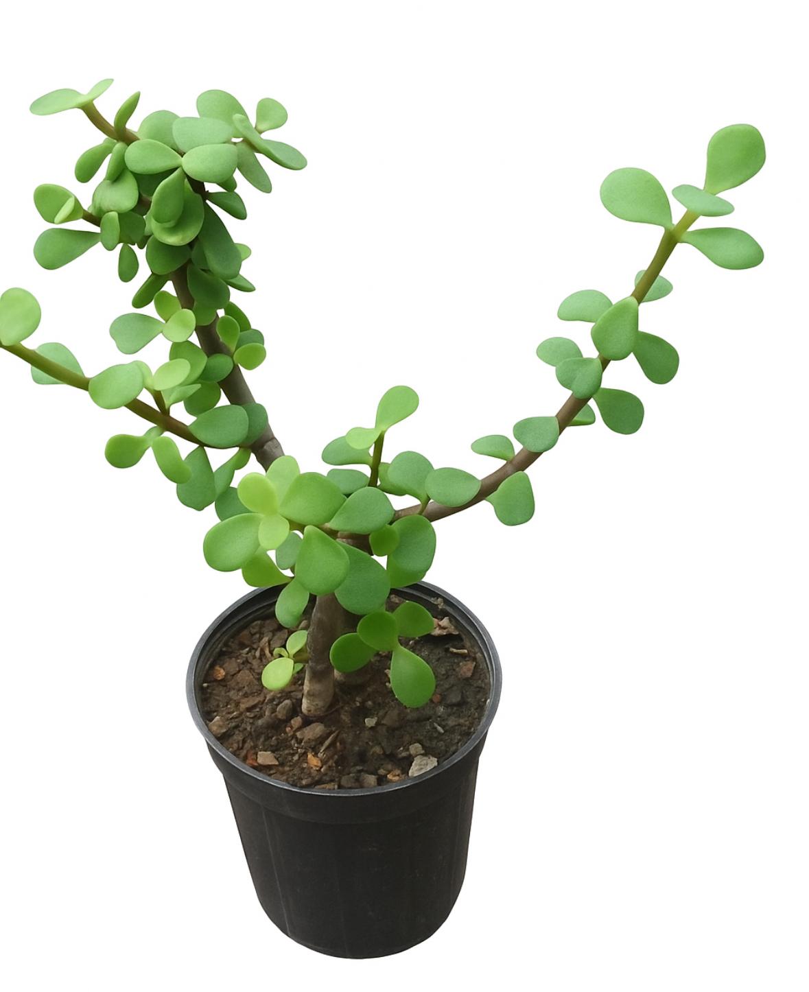 گلدان کراسولا خرفه ای سایز ۱۵